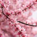 Sakura Yamada